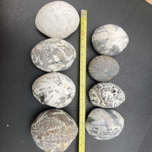 Fossil flint echinoid sea - 8x,