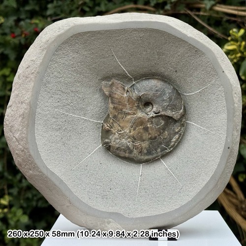 Tragophylloceras fossil - tragophylloceras,
