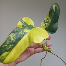 Philodendron Bipennifolium 'Violin' HALF-MOON Variegated 2-LEAF MID-Stem Cutting