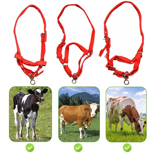 Horse rope training - rope,