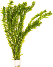 10 X Oxygenating Weeds Live Pond Plant ELODEA DENSA - Also Aquarium Aquatic Plan