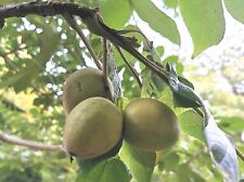 rare walnut fruit tree Juglans