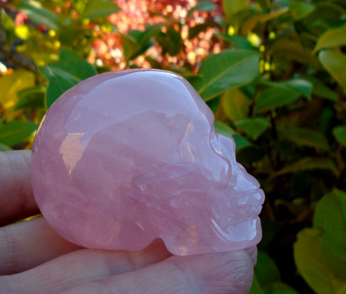 Top quality star rose - top,