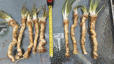 3 Large  Long Horseradish
