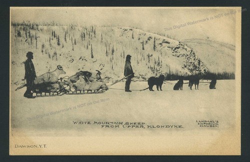 1901 rppc dead white mountain - 1901,