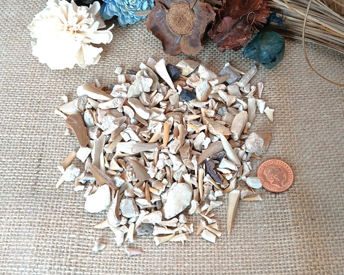200g 100 genuine shark - 100%,