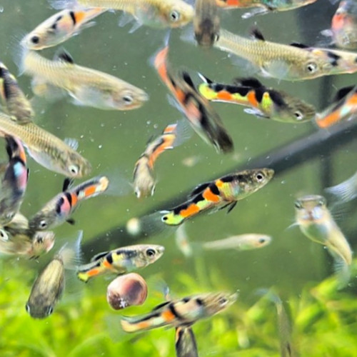 Tigre endler pair 2 - el, endler's