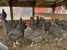 12 Plymouth Barred Rock
