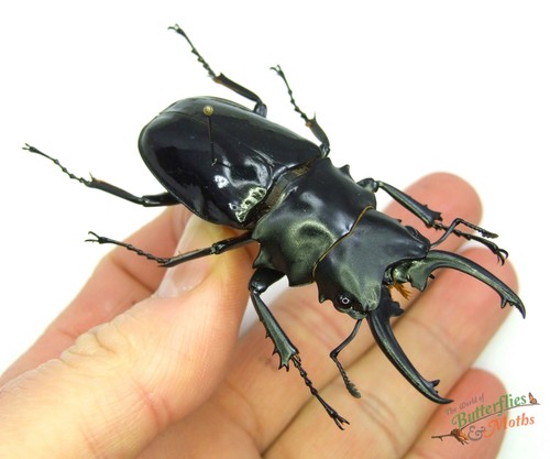 Stag beetle odontolabis - stag,