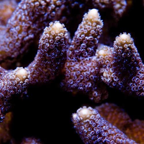 Aquacultured german blue polyp - german,