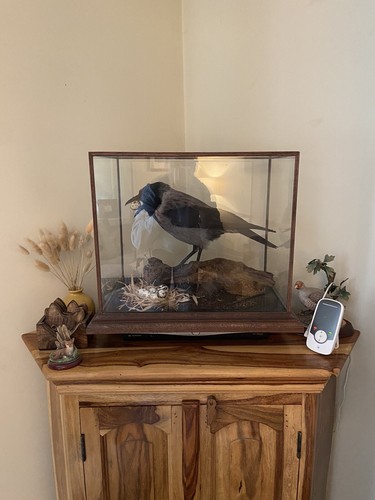 Carrion crow large taxidermy - crow,