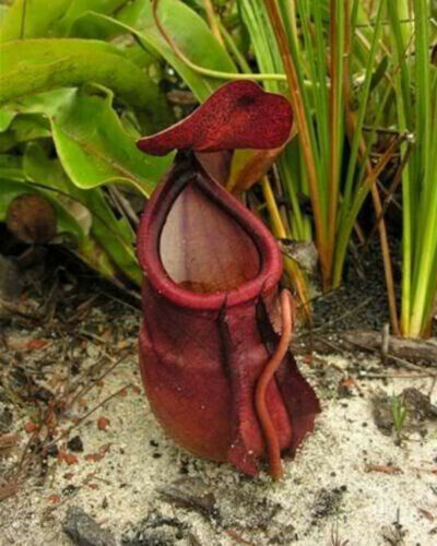 Nepenthes rowanae - nepenthes,