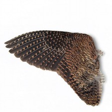 Dried Woodcock Wing, Frame