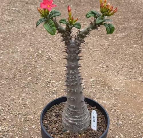 Rare plant pachypodium baronii - rare,