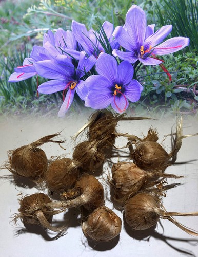 Crocus sativus - 30, (saffron)