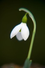 Galanthus 'Rainbow Farm Early'