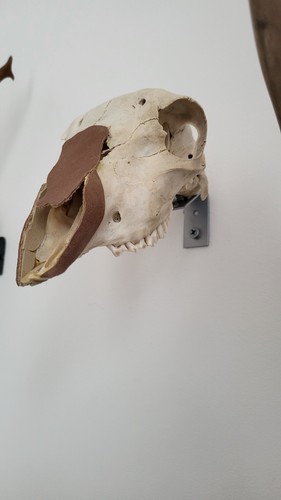 Nature found sheep - nature, skull