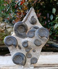 Fossil Ammonite multiblock