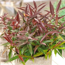 Leucothoe burning love - leucothoe,