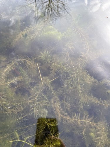 Elodea densa x10 stems - densa,