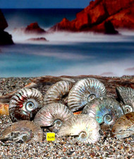 ONE Rare Large Iridescent