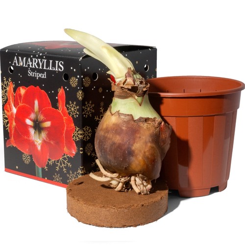 Amaryllis red striped large - striped,