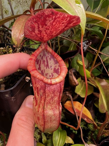 Nepenthes eustachya tenuis - x,