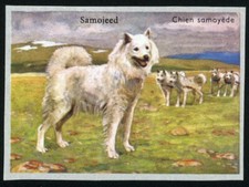 SAMOYED RARE EUROPE ISSUE 1950'S DOG PICTURES STICKER / TRADE CARD