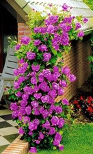 Climbing Rose Seeds, Selection