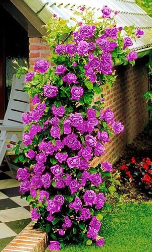 Climbing rose seeds selection - seeds,,