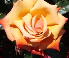 'Remember Me' Standard Rose