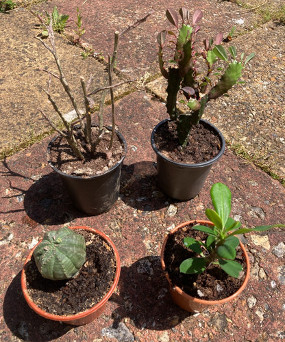 Succulent indoor euphorbia - succulent,