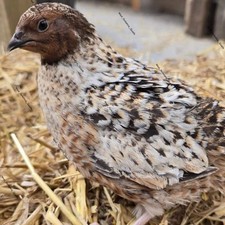 12 Pansy Coturnix Quail Eggs