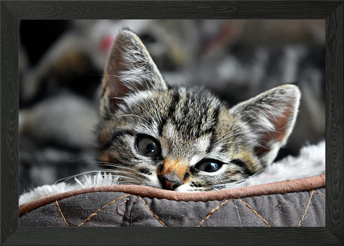 Beautiful kitten framed - beautiful,