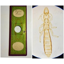 Antique Microscope Slide. Showing Pigeon Louse.