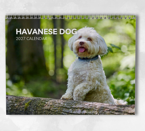 Havanese dog calendar 2027 - dog,
