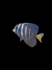 Sailfin Tang Live Fish