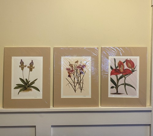 Set orchid color - set,