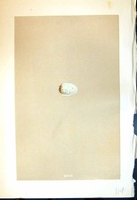 Old Print Morris C1875 Natural History British Bird Eggs Parrot Crossbill 19th