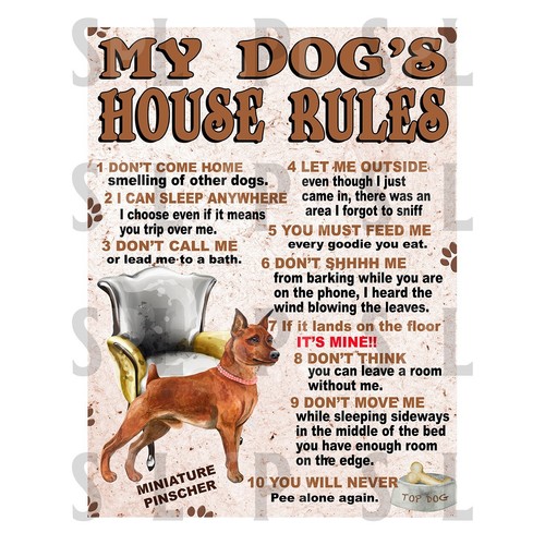 Miniature pinscher dog s - miniature, my