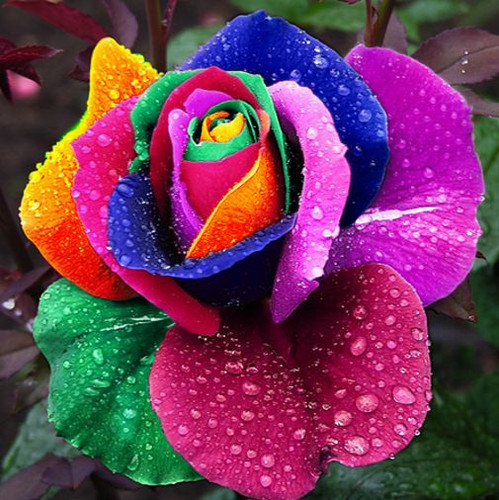 Rainbow rose seeds rare - rainbow,