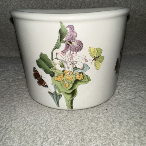 Portmeirion botanic plant - portmeirion, pot