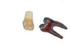 Oligocene Fissure fossil Brooksville Florida - Proheteromys rodent teeth #3