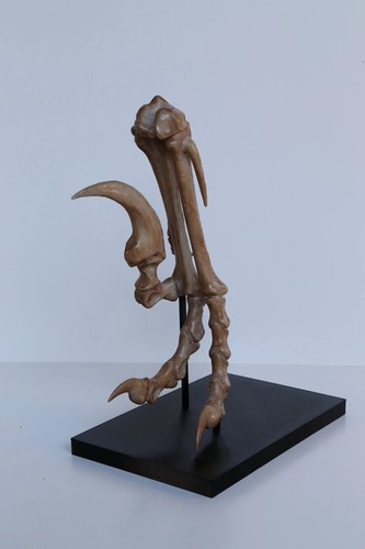 Velociraptor foot replica - velociraptor, –