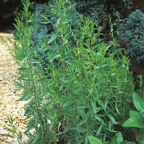 Tarragon seeds 300 - tarragon,
