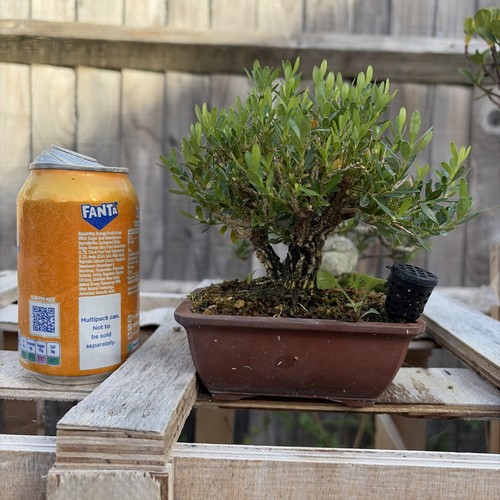 Boxwood bonsai tree - bonsai,