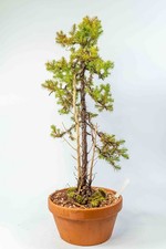 Juniper Chinensis Bonsai Tree