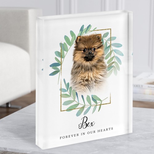 Pomeranian brown memorial - pomeranian,
