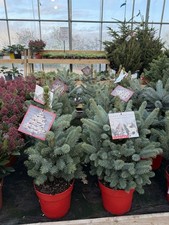 Picea pungens 'Super Blue'