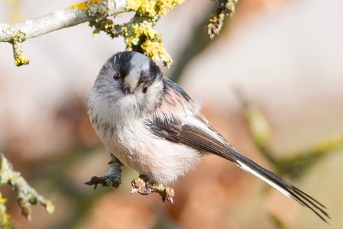 Long tailed tit - long-tailed,